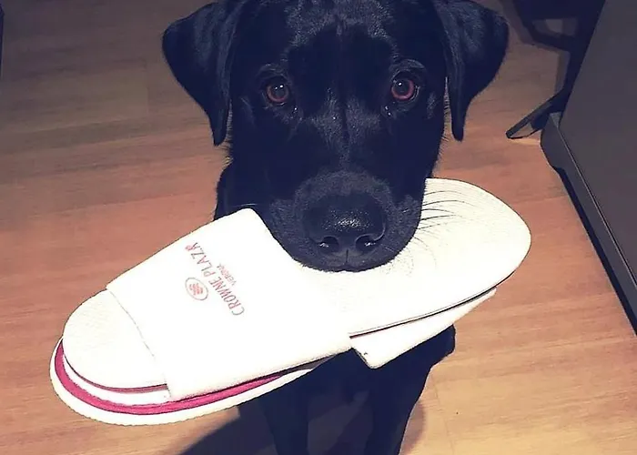 Hotel Crowne Plaza Fiera By Ihg Verona